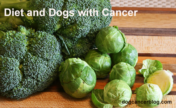 Best Cancer Fighting Foods For Dogs