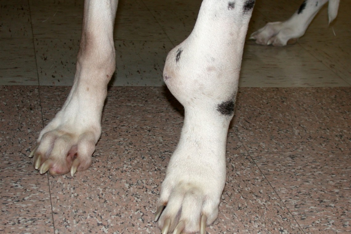 Bone Cancer In Dogs Leg Pictures