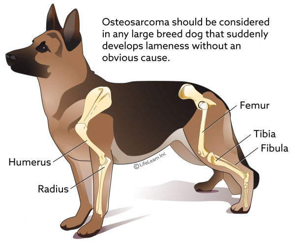 Bone Cancer In Dogs Symptoms