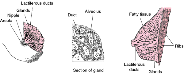 Breast Cancer Definition Medical Dictionary