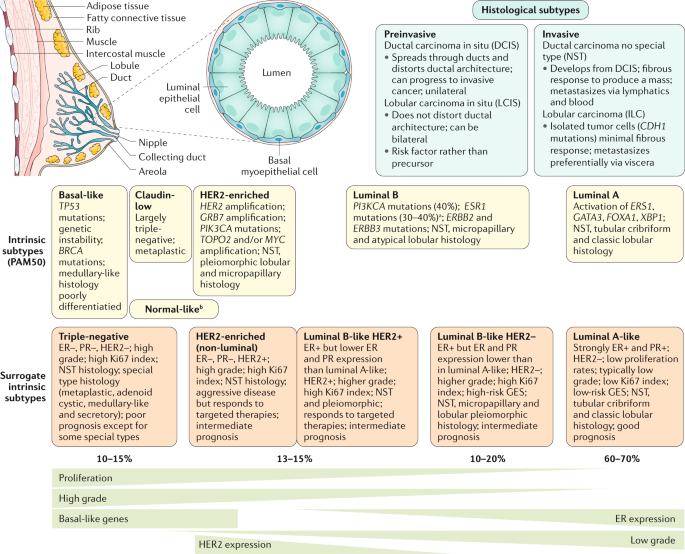 Breast Cancer Definition Ncbi