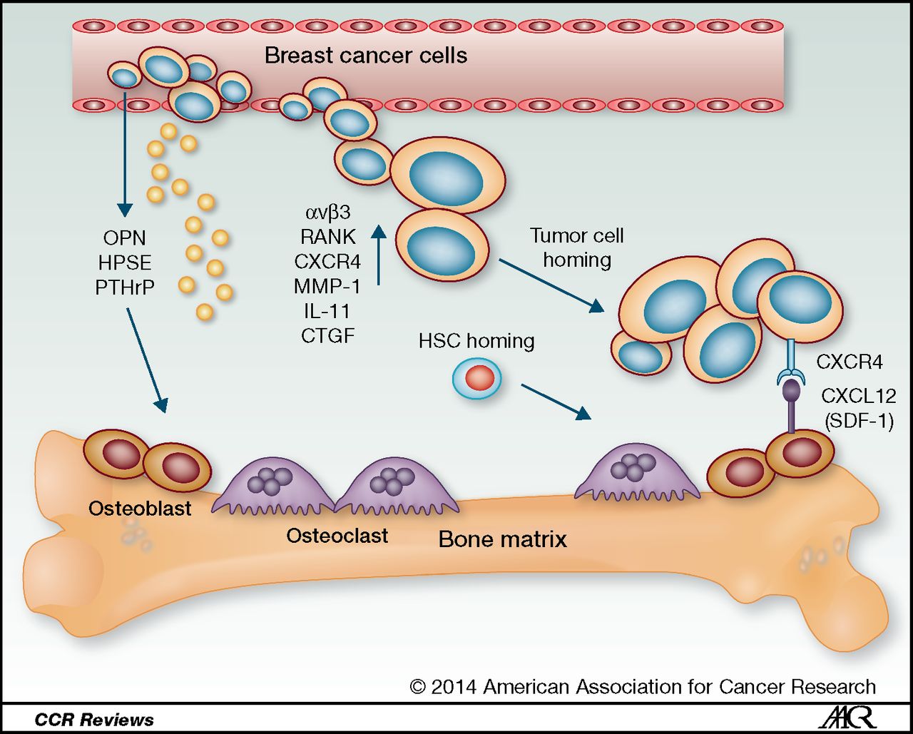 17+ Proton Therapy For Breast Cancer
 Background