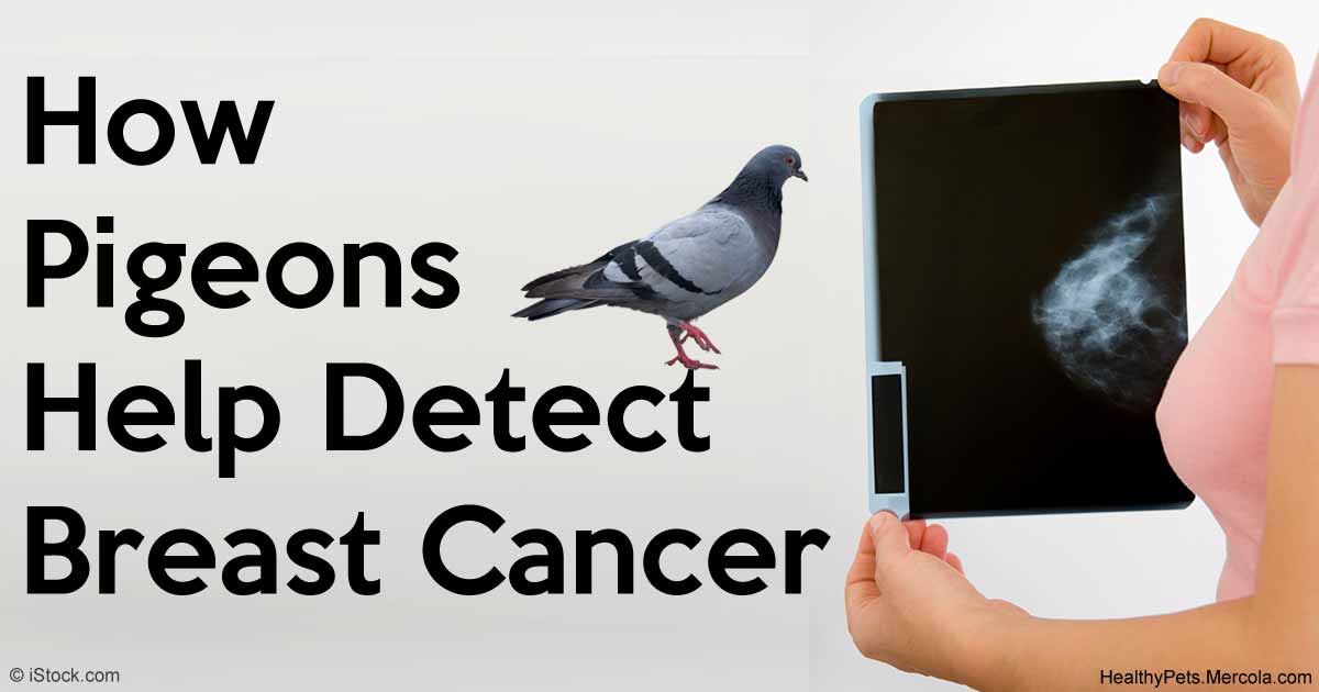 47+ Resources For Breast Cancer
 Images